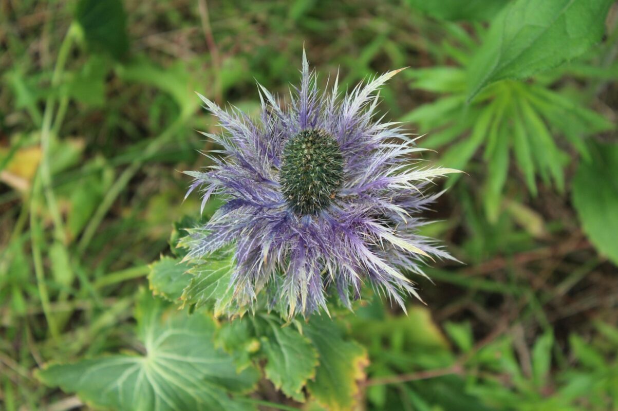 Садівники назвали пʼять квіткових багаторічників, які є стійкими до всього