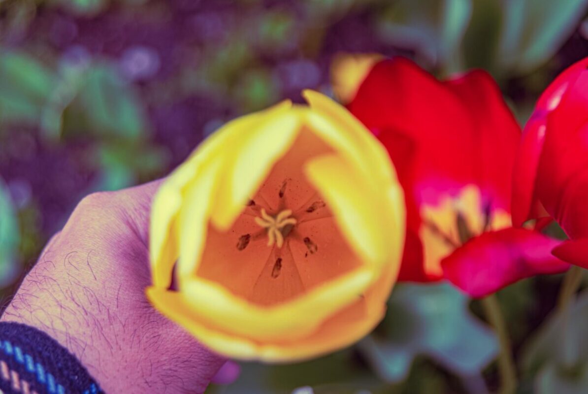 Садівники розсекретили, чому не можна зрізати тюльпани, які перецвіли