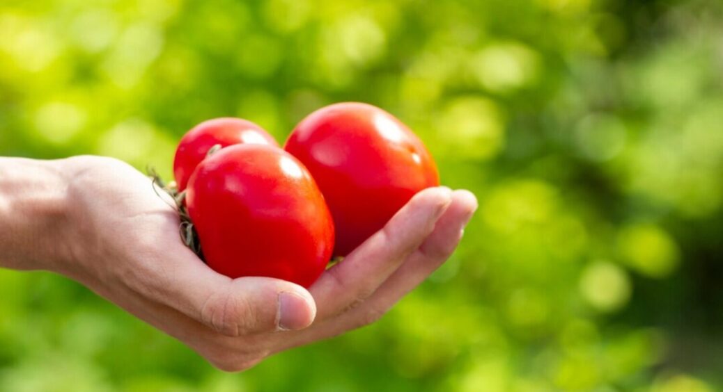 1 дія і томатів на городі по коліна: як отримати щедрий і ранній врожай помідорів в 2025-му 