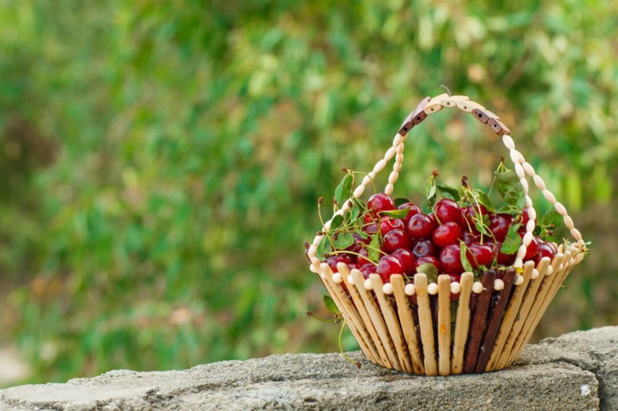 Садівники розсекретили найкраще добриво для вишні – врожай на максимум Садівники розсекретили найкраще добриво для вишні – врожай на максимум