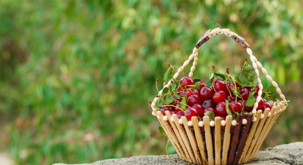 Посадите помідори поруч з вишнею – і плакав ваш врожай: 5 безкомпромісних “проти” 