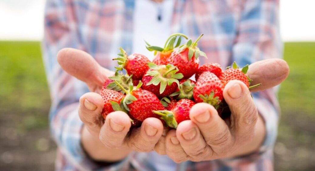 Щодня по великій банці: як збільшити врожай полуниці в 2 рази – обов’язково зробіть це на городі 