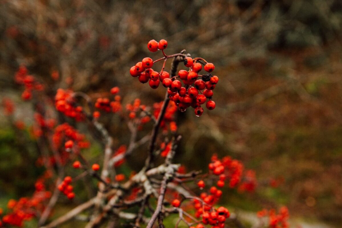 Експерти розповіли, навіщо садити калину біля будинку