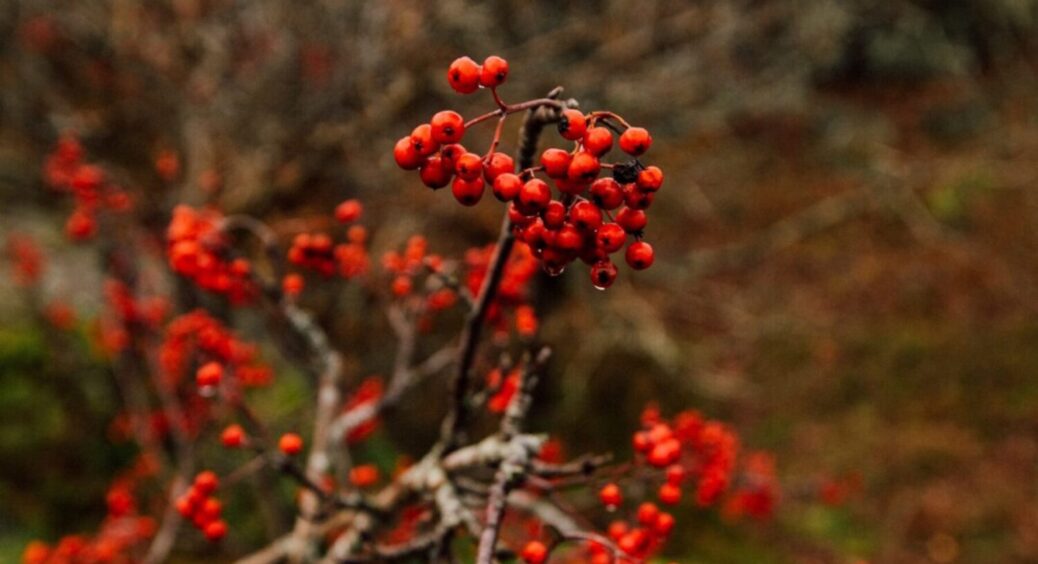 Не казка, а реальність: чому експерти радять висаджувати калину біля хати – 5 переваг 