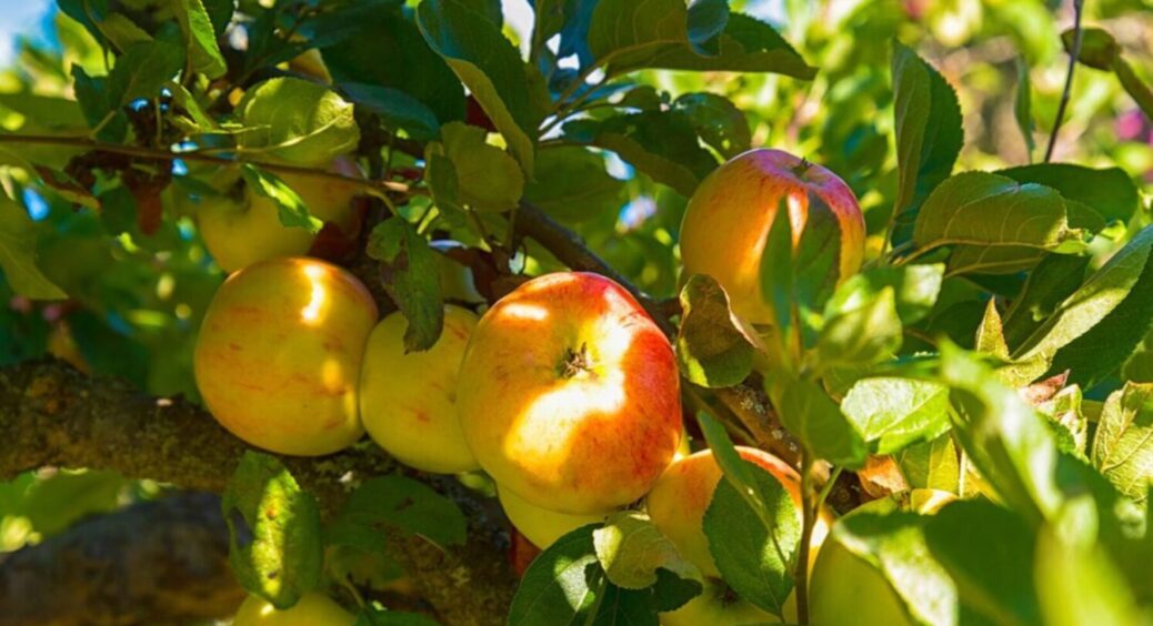 300 г на 10 л води: про червиві плоди можете забути – яблука й сливи будуть як на продаж 