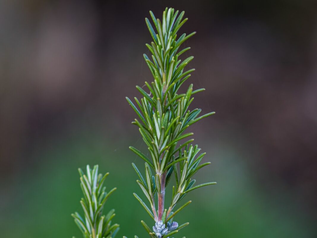 Садівники назвали пʼять невибагливих рослин для посадки в дворі Садівники назвали пʼять невибагливих рослин для посадки в дворі