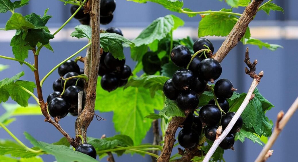 Листя сохне й скручується – забудьте про врожай: як подарувати смородині друге життя в 2025-му 