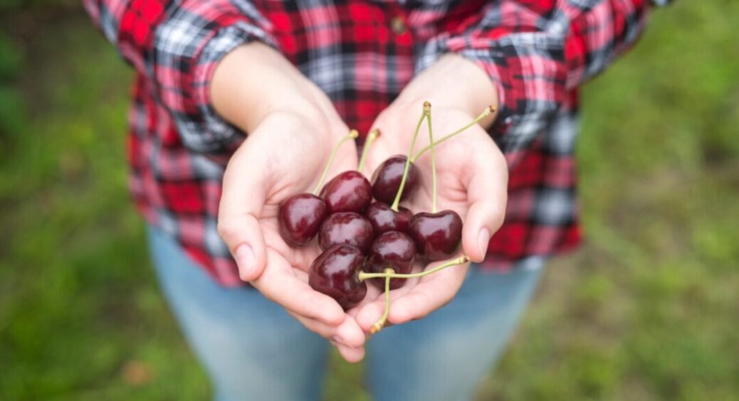 Ці 5 сортів бʼють всі рекорди по врожаю: яку черешню посадити на ділянці навесні 2025 