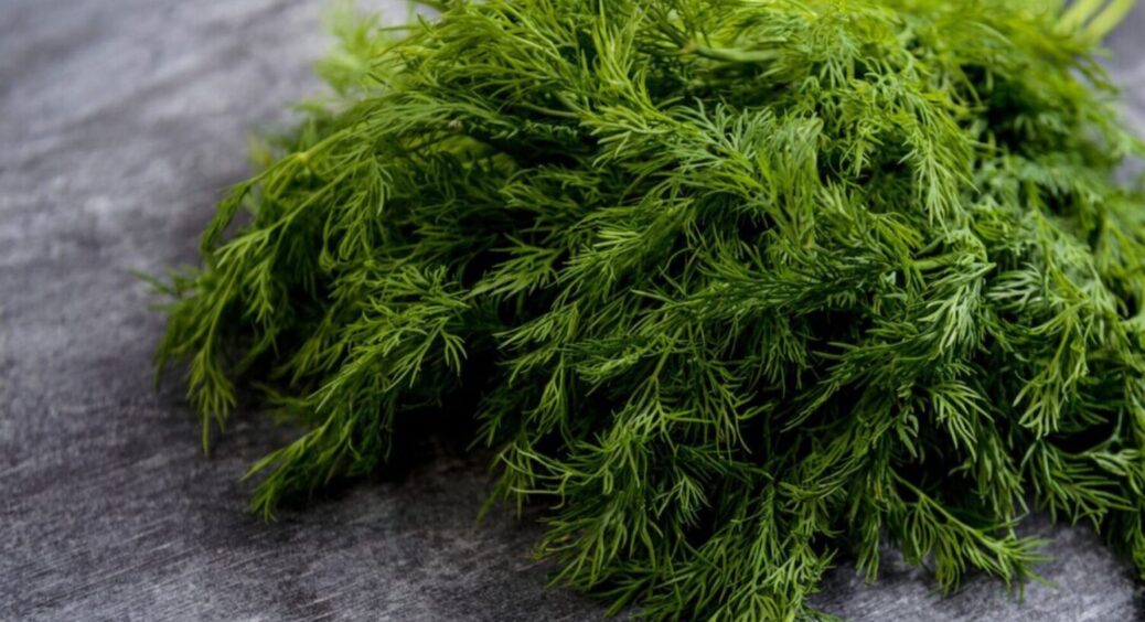 5 простих дій і зелень буде всюди: як посадити кріп, щоб він швидко зійшов і вродив 