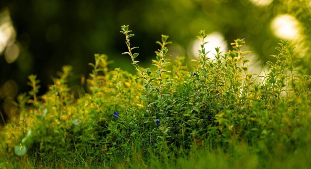 Посадіть ці 9 рослин в тіні: ідеально ростуть – і сонця їм не треба. Вони мають бути на ділянці 