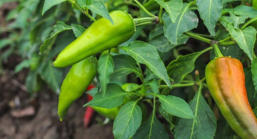 3 добрива, які працюють однаково добре: найкраща підкормка для солодкого перцю 2025 