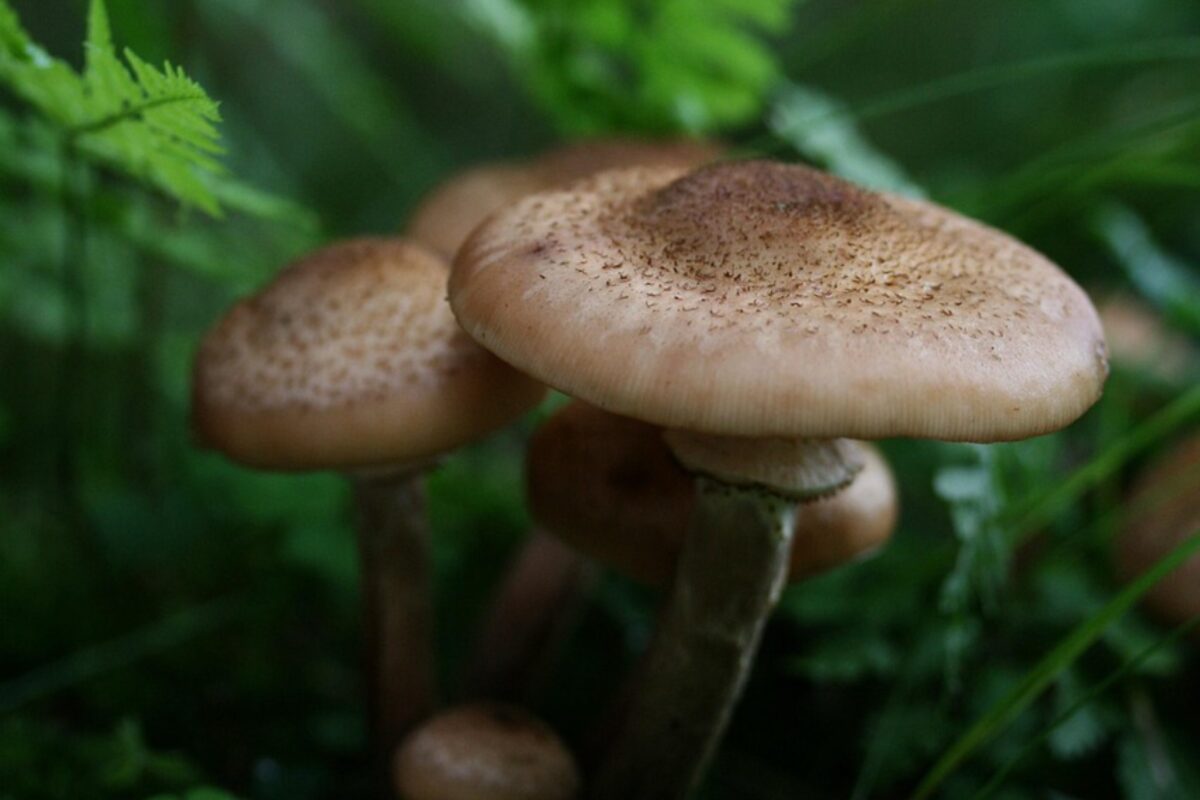 Дачники розповіли, як виростити опеньки прямо на власній ділянці