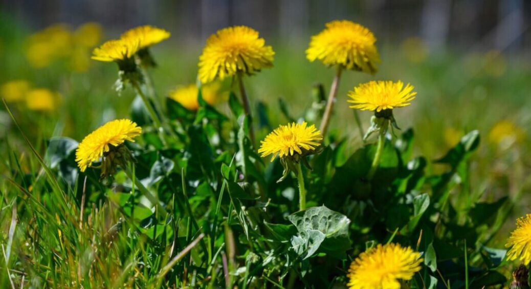1 бурʼян і добриво готове! Підживлюю ним рослини і стабільно маю високий врожай 