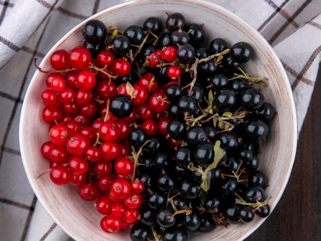 Агроном розповів, які ягідні кущі варто посадити цієї осені