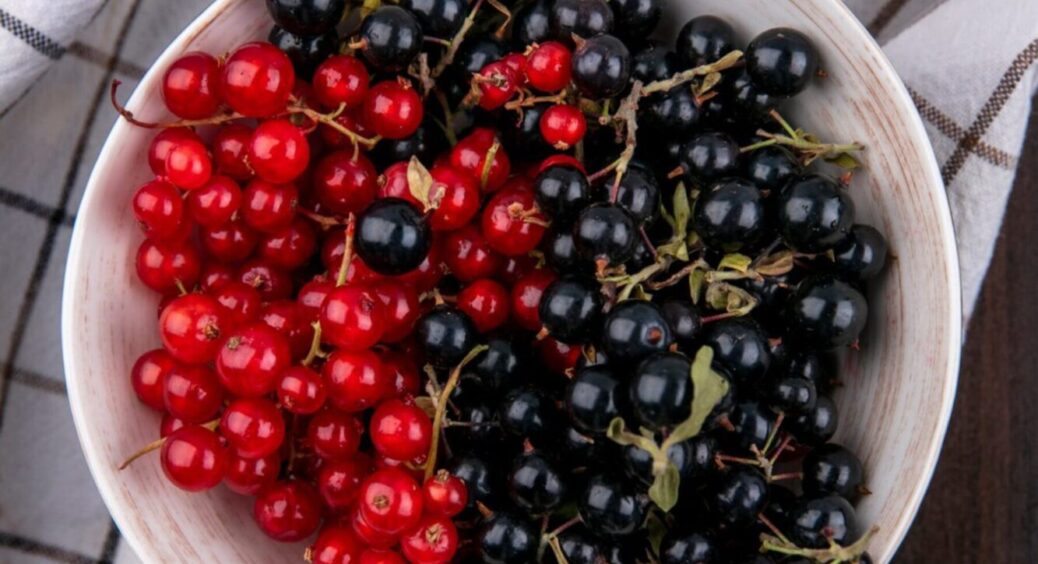 5 ягідних кущів, які варто садити цієї осені: на київських ринках їх розкуповують за хвилини 