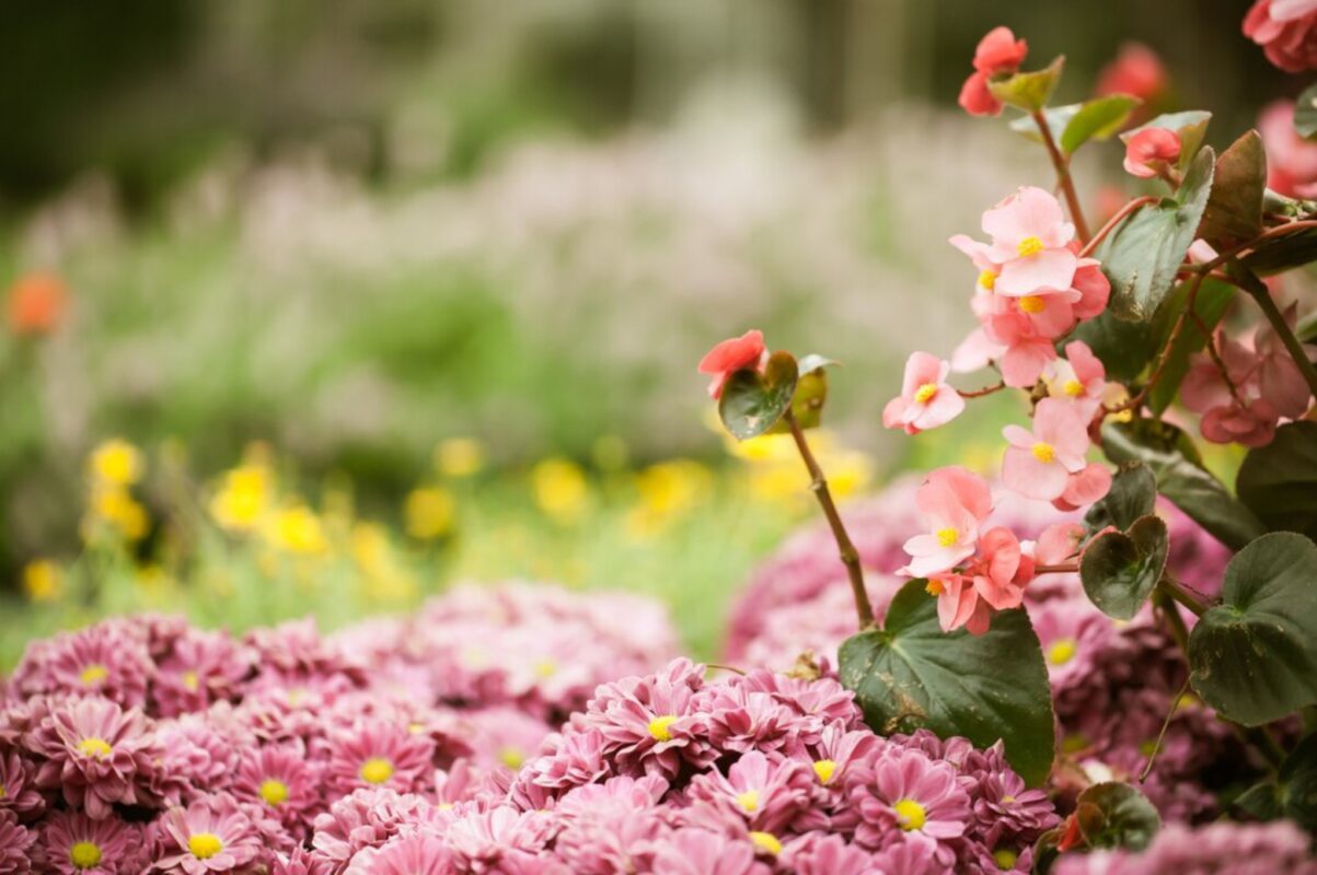 Які квіти варто посіяти у 2025-му