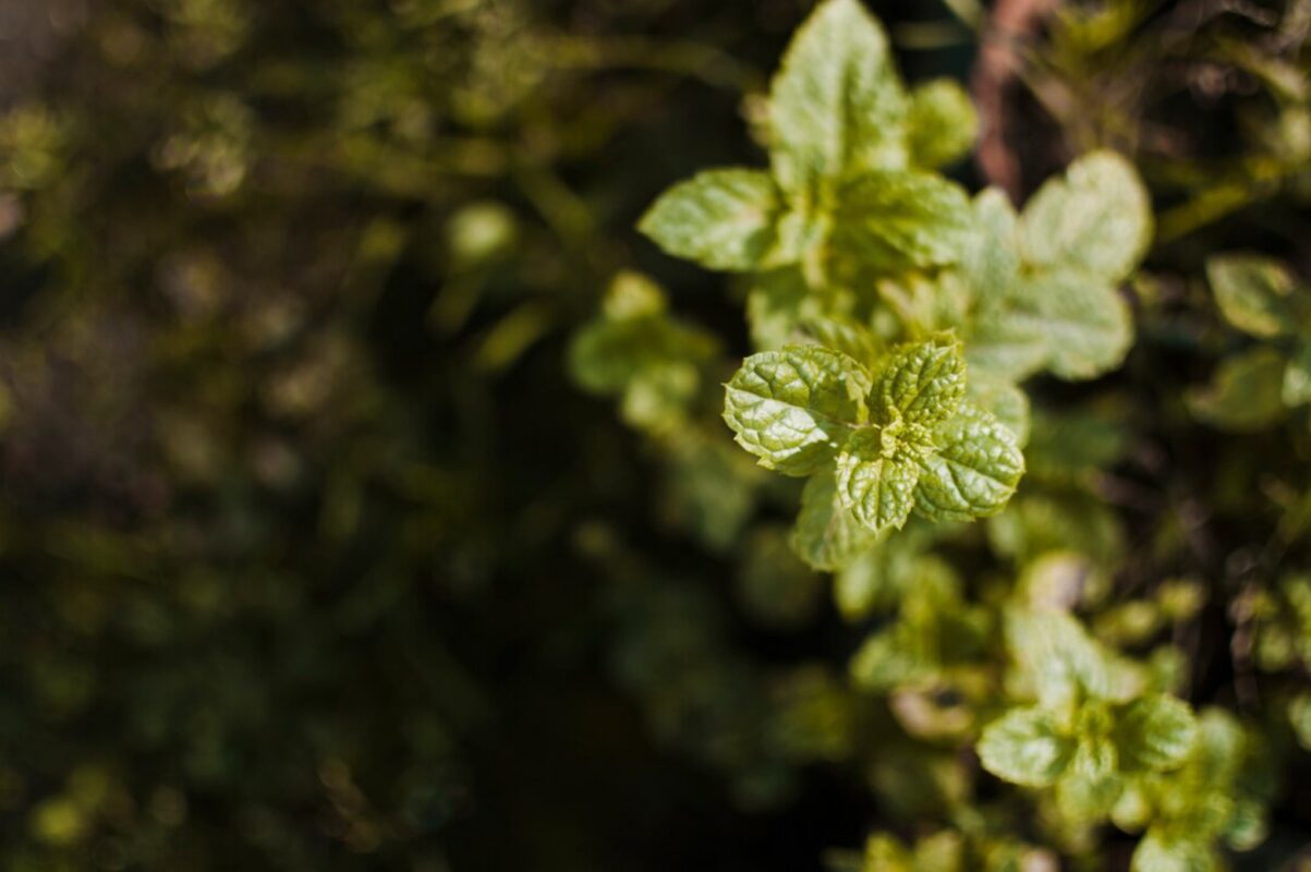 Садівники розповіли, як посадити і вирощувати мʼяту на власній ділянці