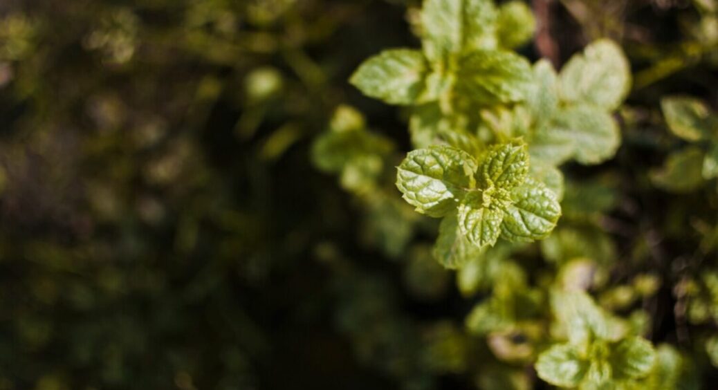Посадили і забули: як зібрати МЕГА врожай мʼяти на власній ділянці – чай з неї просто ідеальний 
