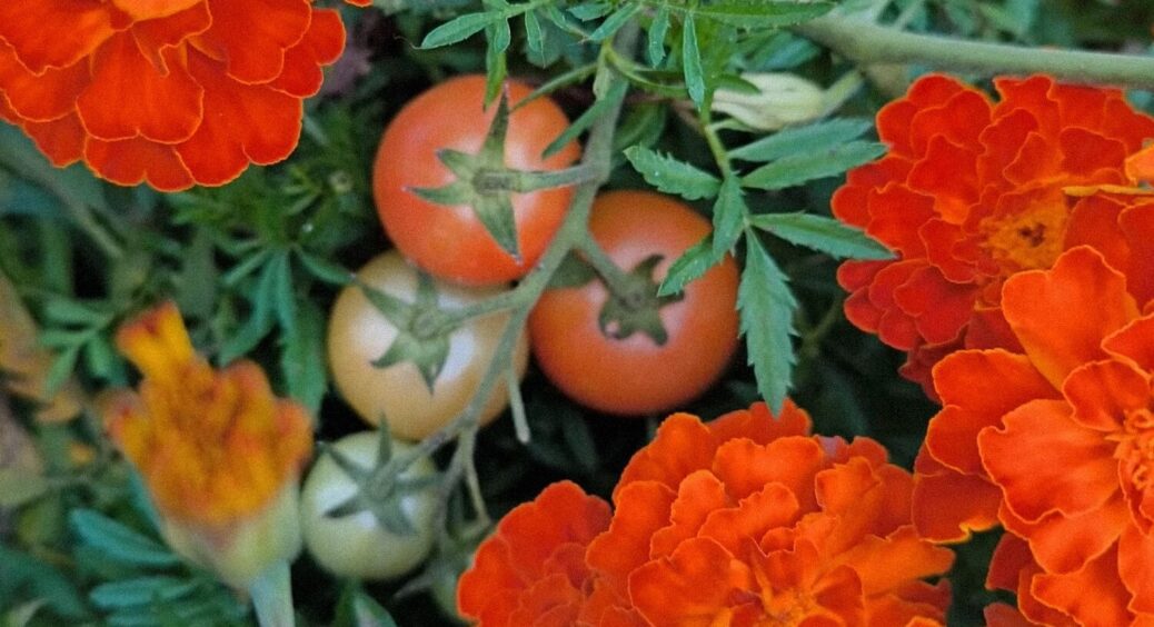 Дуже (не) корисні сусіди: аграрії назвали 3 правила висівання чорнобривців на грядках 