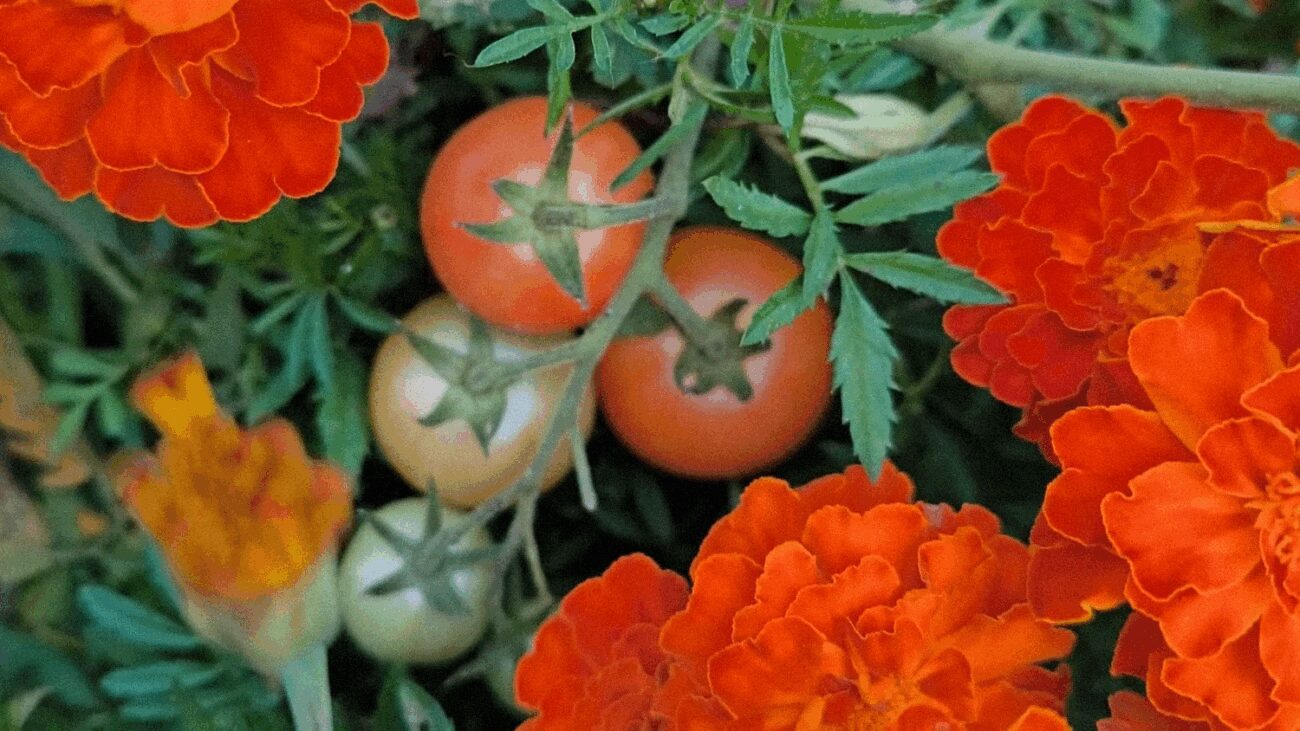 Аграрії назвали 3 правила висівання чорнобривців на грядках