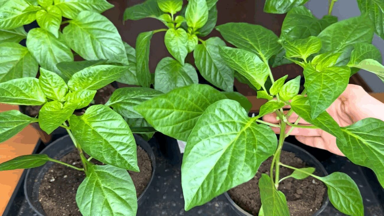 Городники пояснили, як вдома зробити ефективний стимулятор для розсади