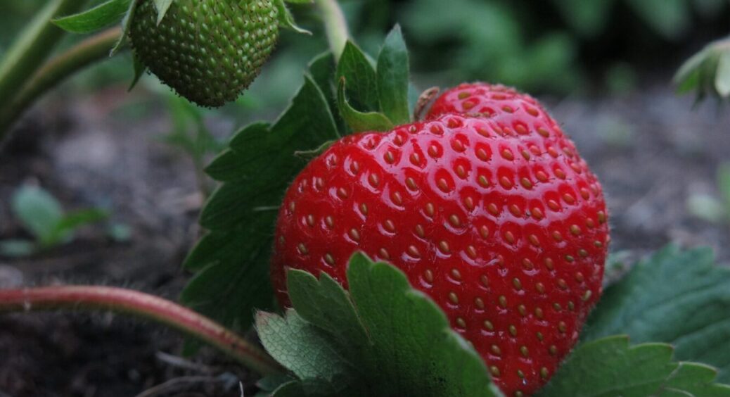 Чому полуниця стає дрібною? 3 звички, через які дачники залишаються без урожаю ягід 