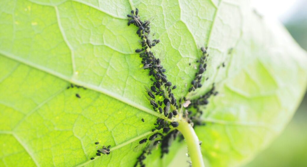 Попелиця гронами спаде: змішуємо та обприскуємо дерева, кущі та квіти – 4 простих кроки 