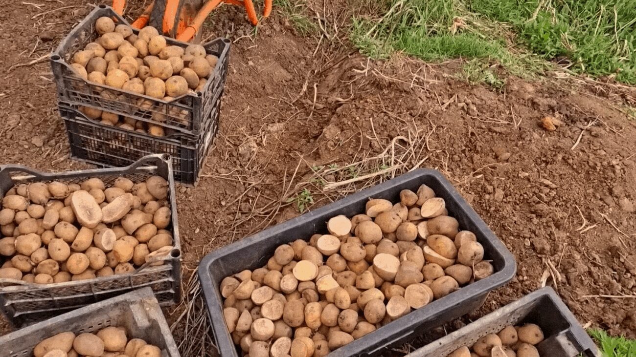 Садівники пояснили, як у травні встигнути посадити до кінця весь город