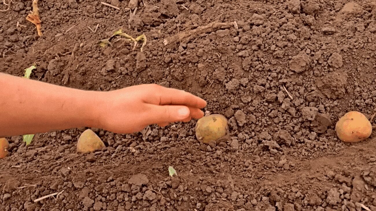 Городники пояснили, коли садити картоплю за прикметами у 2025 році