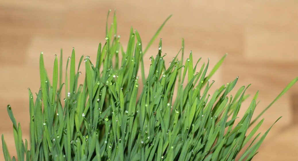 Більше ніяких зарослів – хоч на Полтавщині, хоч на Закарпатті: 5 методів боротьби з пирієм 