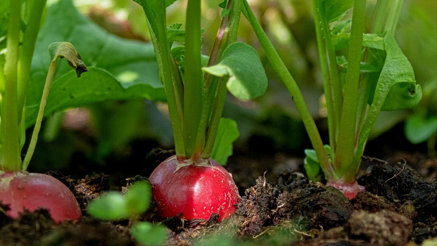 Городники розсекретили добрива для озимих культур, які знищують їх врожай