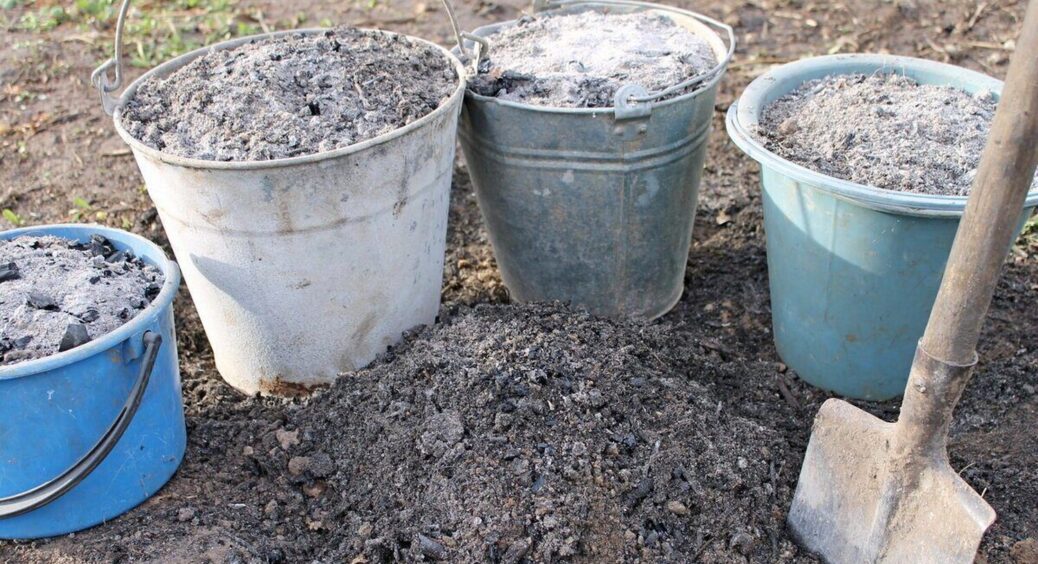 99% городників роблять це неправильно: як насправді потрібно розводити золу для підживлення 