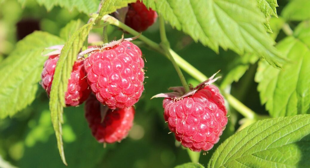 3 секрети нескінченного врожаю малини: як змусити кущі радувати до осені – 1,2,3 хвилі урожаю 