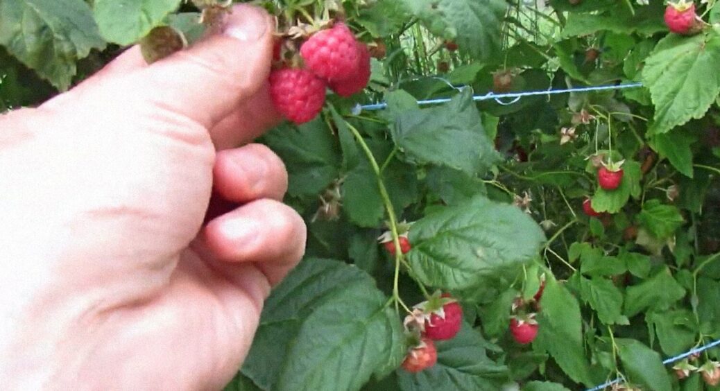 Розміром з виноград та солодша, ніж мед: 2 підживки, які збільшують врожай малини втричі 