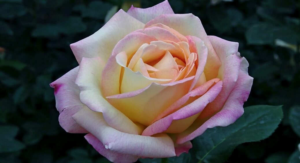 На ці троянди можна дивитися годинами: 3 найкрасивіших сорти для домашнього саду 