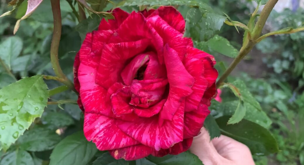 Квітковий феєрверк: названа найкрасивіша і невибаглива квітка – і троянди поруч не стоять 