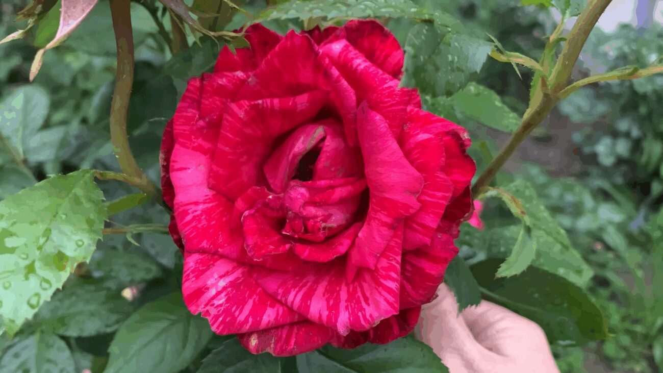 Квітникарі назвали 3 найкрасивіші сорти троянд для саду