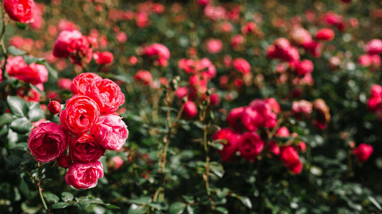 Квітникарі розповіли, як стимулювати цвітіння троянд до самої осені