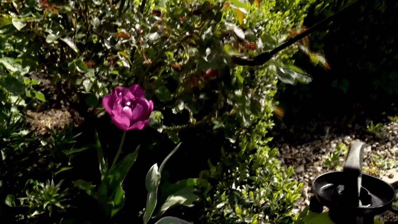 Квітникарі розповіли, як стимулювати цвітіння троянд до самої осені