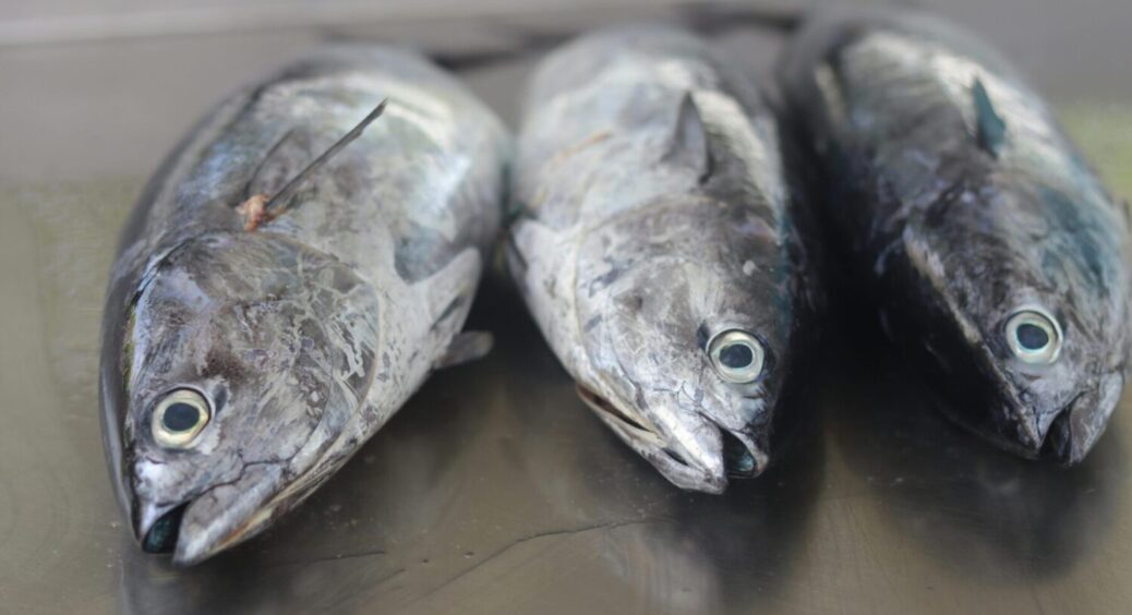 Не тільки смачно, а й безпечно: 2 правила приготування риби, щоб кістка поперек горла не стала 