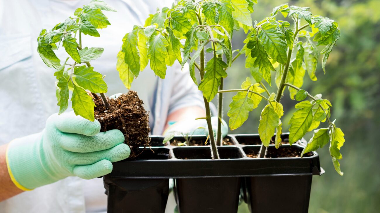 Городники розповіли, чим підгодувати розсаду томатів, щоб вона не витягувалась
