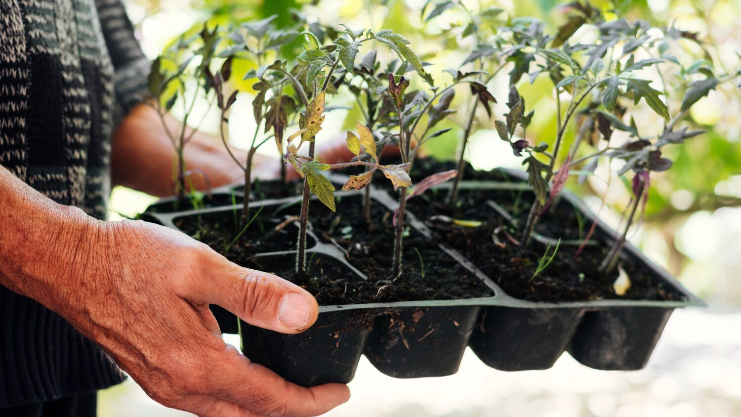 Городники розповіли, коли сприятливий час для висадки помідорів на розсаду