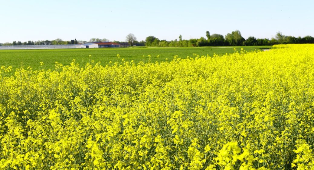 Азот + фосфор = у 4 рази більше врожаю: аграрії назвали найкращий сидерат для городу 