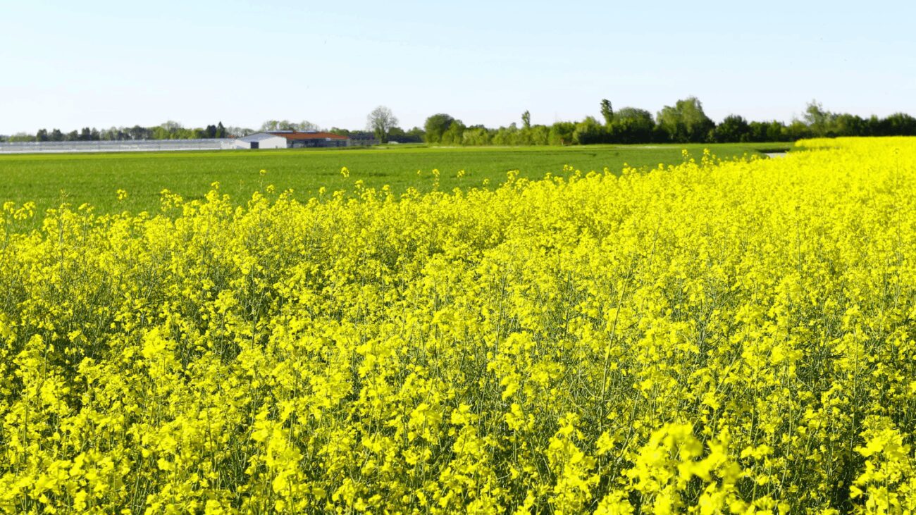 Експерти назвали сидерат, що забезпечує у 4 рази більше врожаю