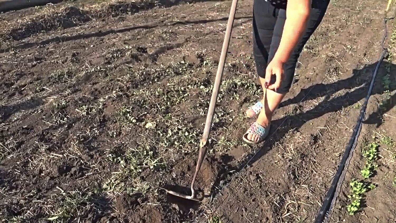 Експерти назвали сидерат, що забезпечує у 4 рази більше врожаю