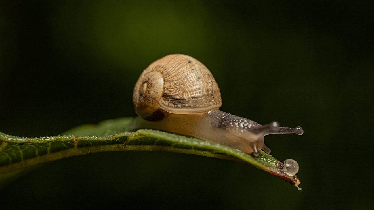 Городники назвали 3 ефективні способи боротьби зі слимаками