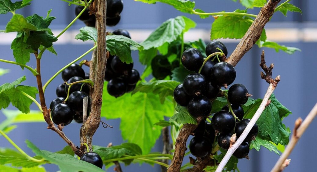 Зберігаємо саджанці смородини до посадки правильно: робити це деінде і як небудь – не можна 