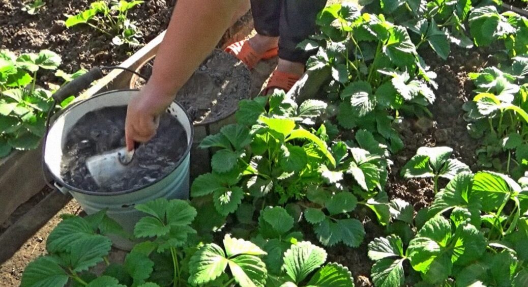 30 різних добрив в одній копійчаній підживці: городники пояснили, чим підготувати полуницю 