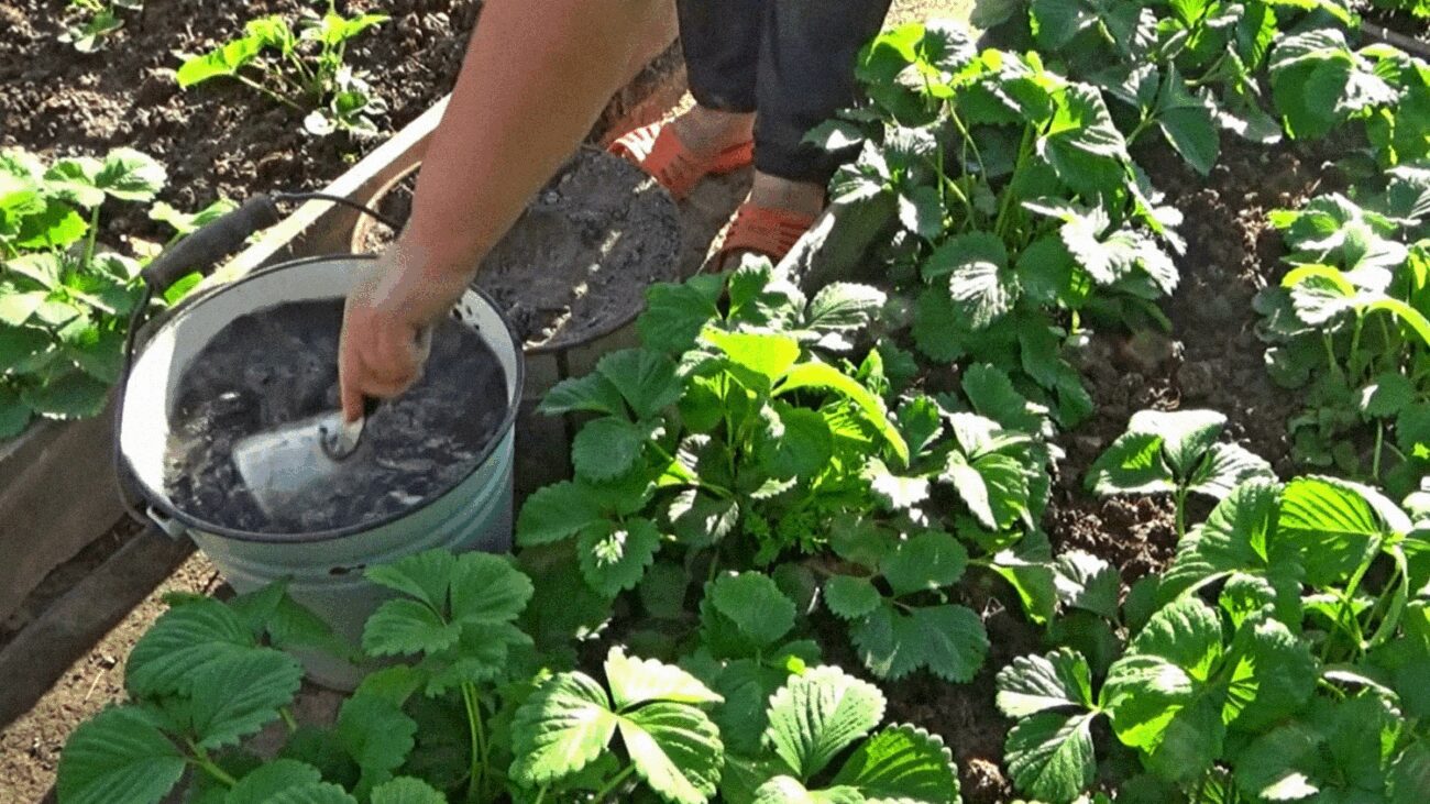 Садівники пояснили, які поради з 90-х можуть занапастити весь город