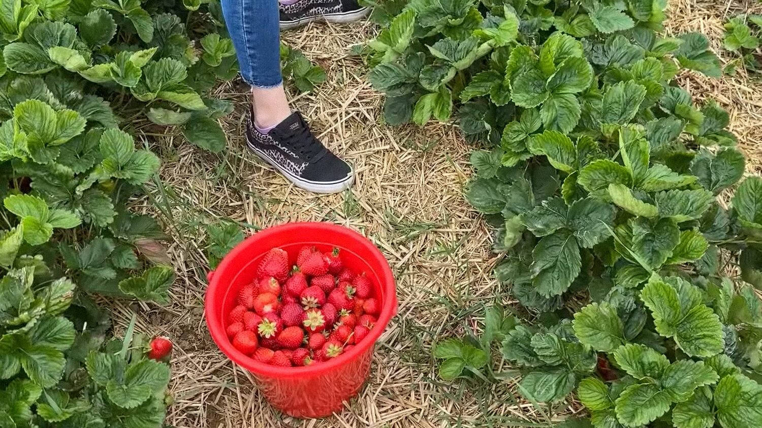 Городники назвали 5 помилок, через які знижується врожайність полуниці